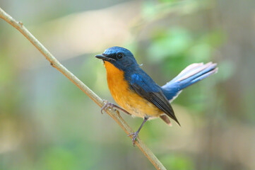 Hill Blue Flycatcher , A bird with a blue back and an orange belly.