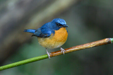 Hill Blue Flycatcher , A bird with a blue back and an orange belly.
