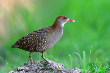 Closeup Slaty-breasted Rail on green background