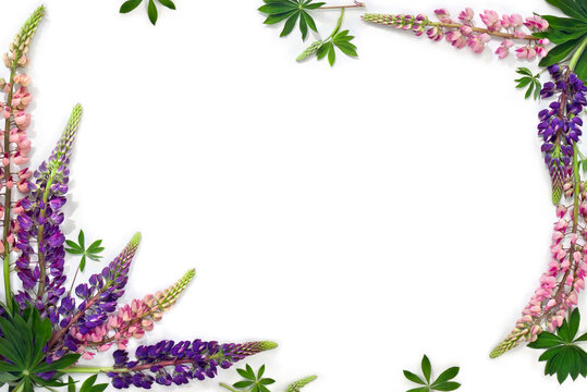 Flowers pink and violet lupin ( Lupinus albus ) on a white background with space for text. Top view, flat lay