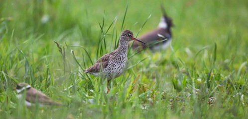 Redshank on a meadow on the banks of the Pripyat River
