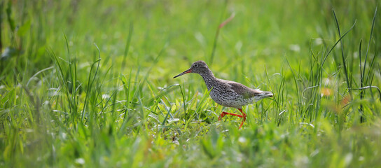Redshank on a meadow on the banks of the Pripyat River