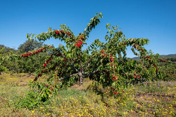 Fototapeta na wymiar Fresh ripe sour cherry hanging on cherry tree in orchard.