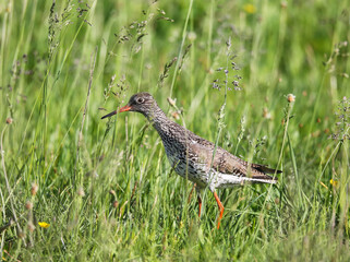 Redshank on a meadow on the banks of the Pripyat River