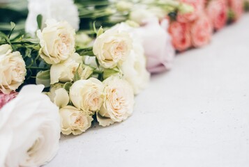 pink roses on grey concrete background. flat lay, top view