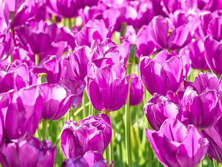 Dark purple tulips in bright sunlight in the garden.