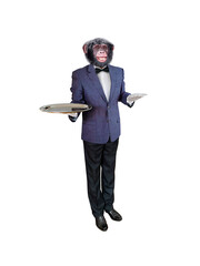 chimpanzé, habillé en homme, serveur, maitre d'hôtel, servir, restauration, service, tête d'animale, debout, gastronomie, garçon, isolé, travailleur
