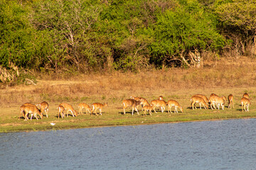 herd of deer near lake