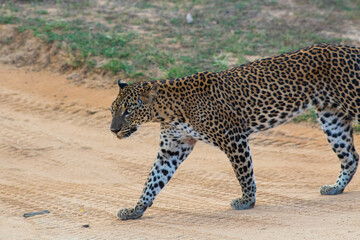 leopard in the road