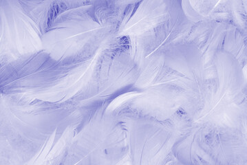 Fototapeta premium Purple feather as background, top view.