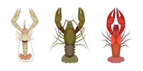 Set of river crayfish on white background. Vector illustration of white, green and red crayfish in cartoon style.