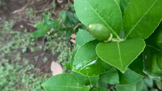 Young green key lime plants, hanging at the tip of young and fresh branches