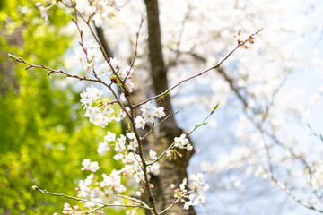 桜、春