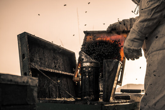 Apicultor controlando la colmena. Abejas, crianza, par obtener mielControlando la colmena