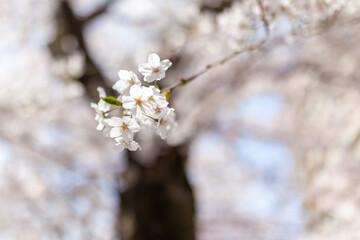 Obraz premium 桜、春