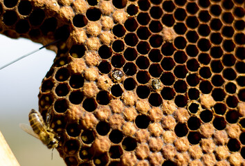 panal abejas. Apicultor controlando la colmena. Abejas, crianza, par obtener miel
