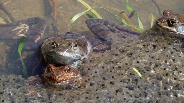 Common frog (Rana temporaria), also known as European common frog in a pond with mountain frog eggs. Frogs spawning. Reproduction
