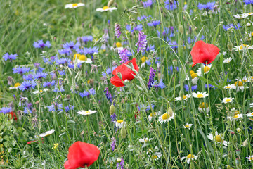 Bank of poppies, cornflowers and hairy vetch flowers, Castelluccio di Norcia, Italy
