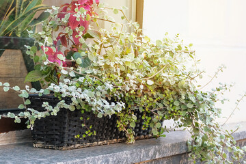 Green plants in pot stand at the entrance to the house. Plants for house on seashore.