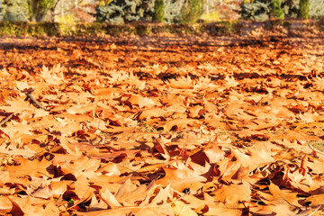 Autumn city park. Brown oak leaves. Landscape in forest in late autumn, warm weather.
