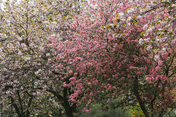 Blooming pink and red Malus floribunda or Japanese flowering crab apple tree and sakura cherry blossom in spring blooming park. Soft selective focus