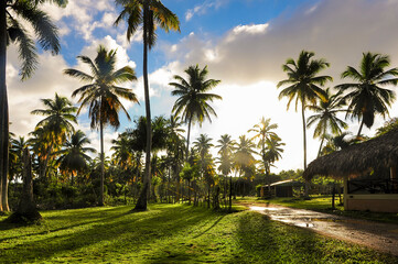 Fototapeta na wymiar Republica Dominicana palmeras finca