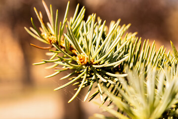 young branches of a spruce tree. blooming spruce. spruce in spring. close up. selective focus. copy space