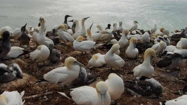 Gannet bird colony on ocean coastline, static close up view