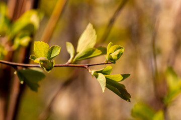 green blossoming leaves on the background of Blooming yellow forsythia. Bright natural background.