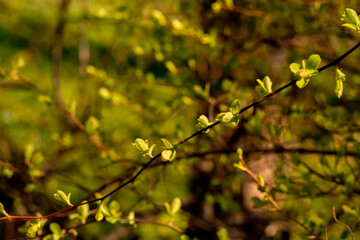 green blossoming leaves on the background of Blooming yellow forsythia. Bright natural background.