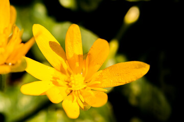 Soft-focus close-up of yellow flowers