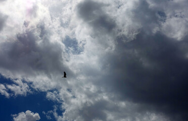 birds flying in the sky and clouds, sky and flying birds scenery,