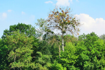 A tree in a summer forest with mistletoe. A dead tree among green trees. A sick withered tree attacked by mistletoe viscum. They are woody, obligate hemiparasitic shrubs