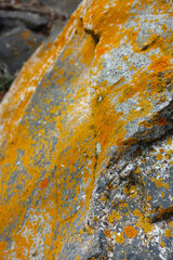 mossy old rocks, yellow moss-covered boulders, mossy rocks, and the north direction,