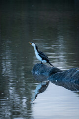 pied cormorant hunting in the lake catching fish