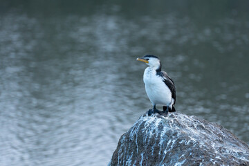 pied cormorant hunting in the lake catching fish