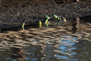 family of australian red rumped parrots bathing in the lake