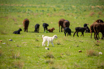 Goats and sheep graze on the green meadow. Pasture with fresh grass in spring, cattle walking. Animal husbandry and agriculture. Herd of animals.