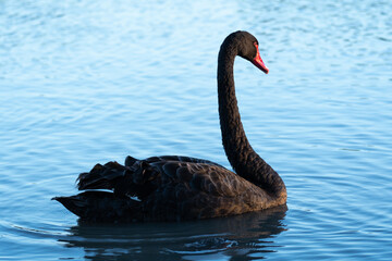 Black Swan floating in lake