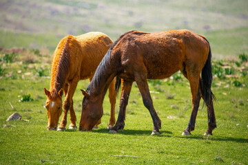 Horses gallop over mountains and hills. A herd of horses grazes in the autumn meadow. Livestock concept, with place for text.