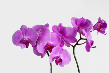 Purple orchid on a white background. Isolated image of a flower.
