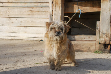 A cute dog in front of the dog house. Pets. Sweet shaggy dog.