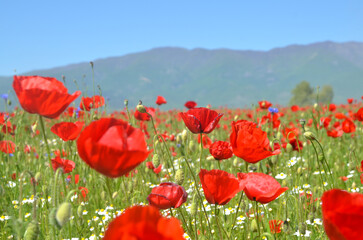 Red poppies blooming in the field in spring. Poppy flower in nature. 