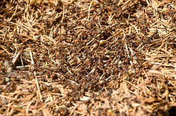 Many ants on an ant hill in nature. Ant colony in the field. Army of ants, close up. Brown forest ants.
