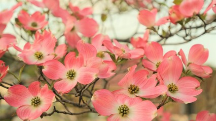 pink flowers in the garden