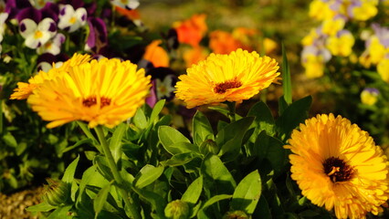 yellow flowers in the garden