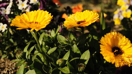 yellow flowers in the garden