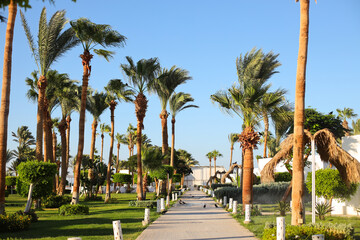 Fototapeta premium Palm trees near the hotel