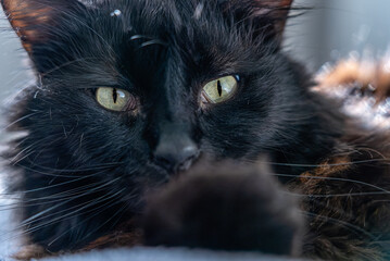 Close up of black cat staring at the camera