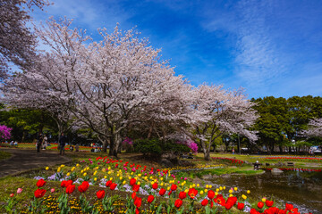 別府湖園の桜